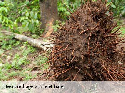 Dessouchage arbre et haie  alairac-11290 JF Elagage