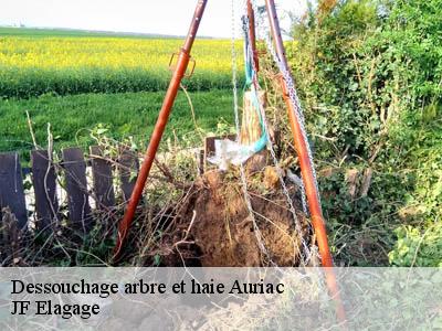 Dessouchage arbre et haie  auriac-11330 JF Elagage