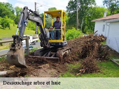 Dessouchage arbre et haie  moussan-11120 JF Elagage