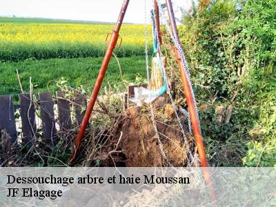 Dessouchage arbre et haie  moussan-11120 JF Elagage