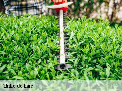 Taille de haie  donazac-11240 JF Elagage