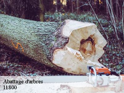 Abattage d'arbres  barbaira-11800 JF Elagage